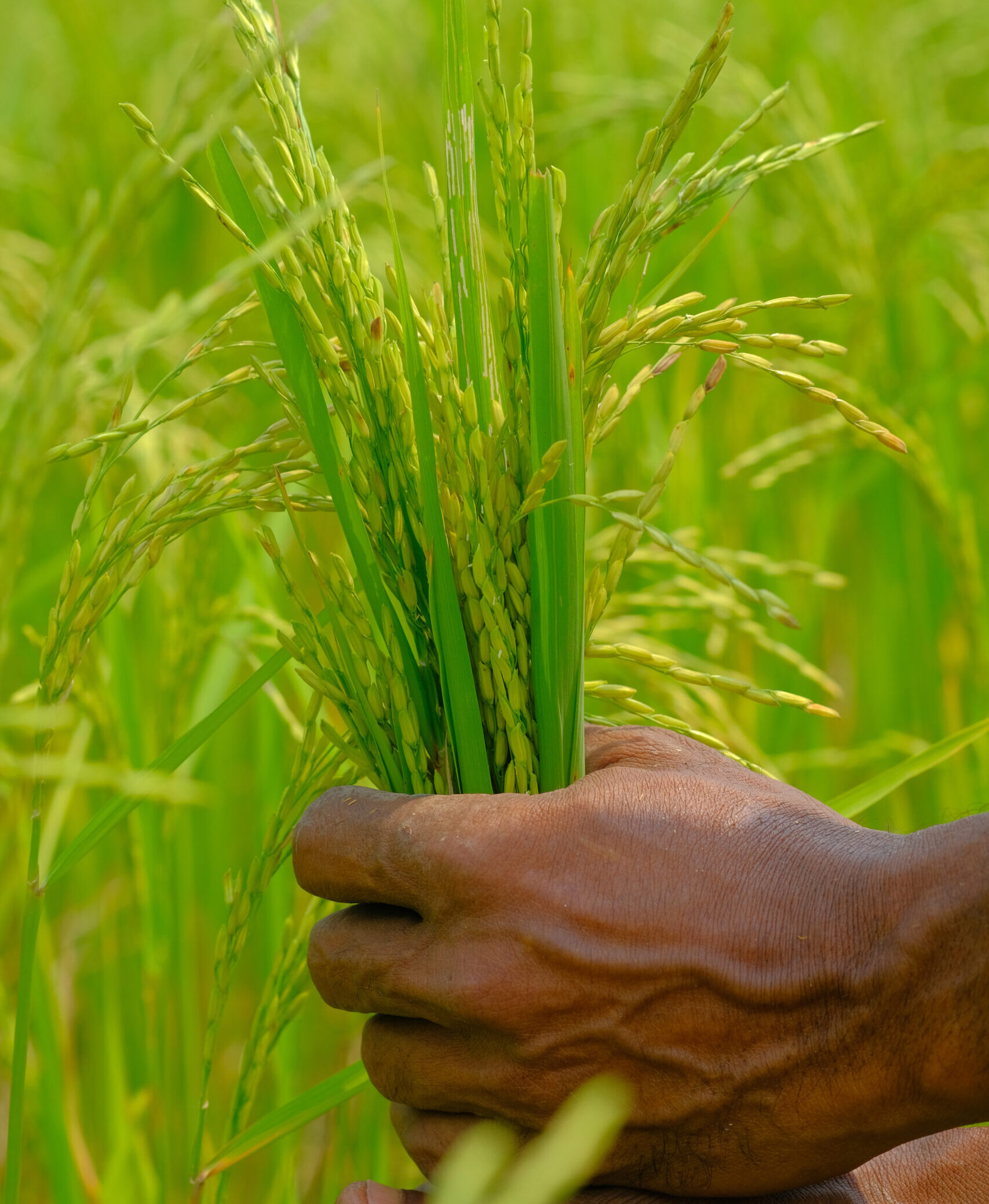 hands holding freshly harvested rice plants in a beautiful lush green field of nature